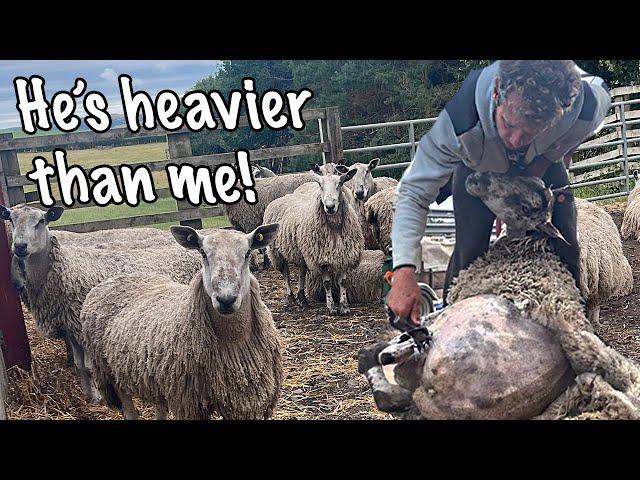 SHEARING A HUGE RAM