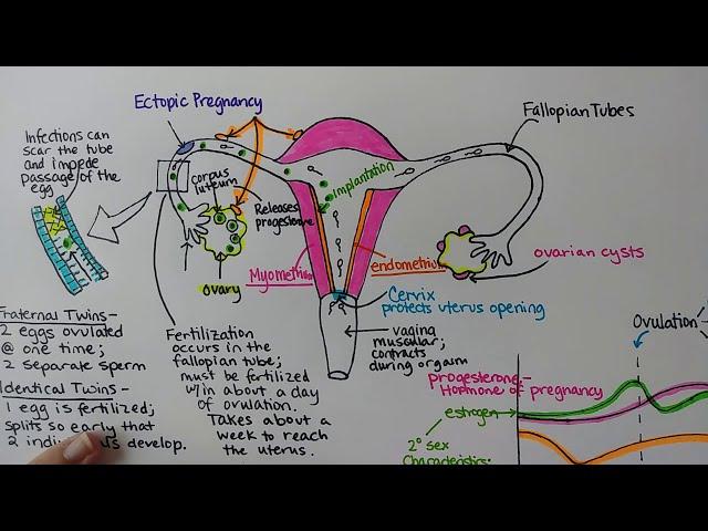 Female Reproductive System