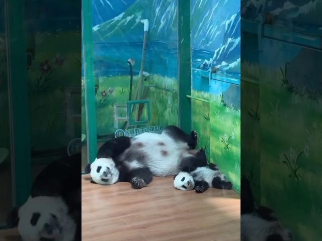 Mom and Baby | Copy and Paste #lovely #adorable #cute #panda #babypanda #momandbaby #viral #fyp