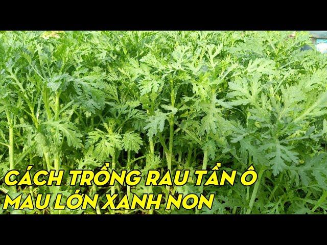 How To Grow Crown Daisy From Seeds To Harvest | Phan Đức #143