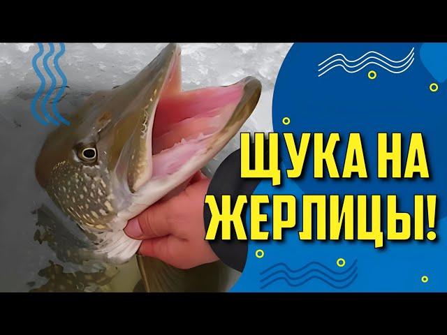 Рыбалка зимой на жерлицы! Простые советы начинающим рыболовам.