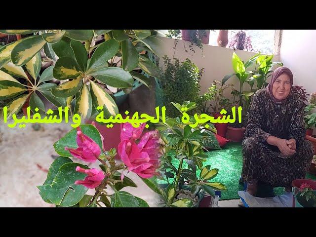 غرسنا الشجرة الجهنمية أو البوكافيليا والشفليرة ومعلومات مفيدة على النباتات والورود مع أمي إيطو