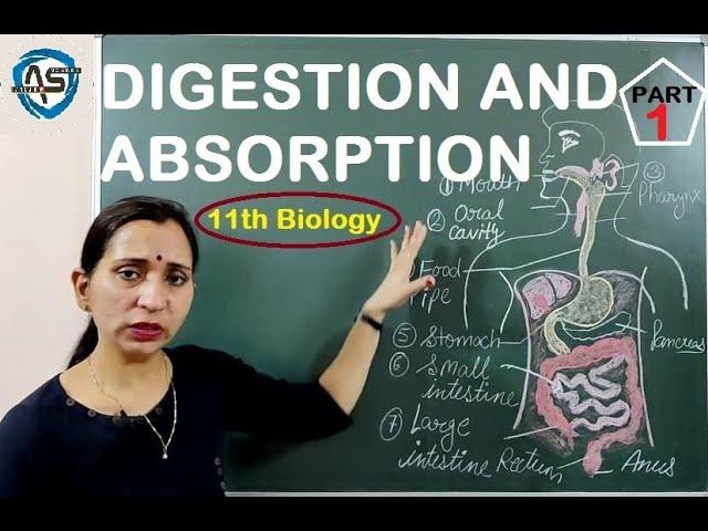 DIGESTION AND ABSORPTION | INTRODUCTION | ORAL CAVITY |