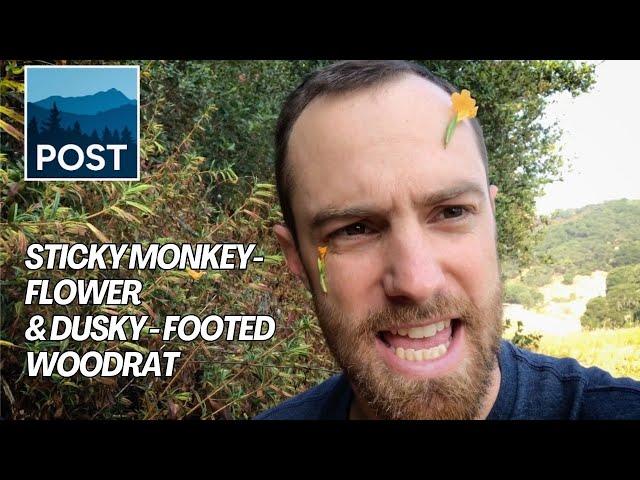 Sticky Monkey-Flower & Dusky-Footed Woodrat | Minute with Matt