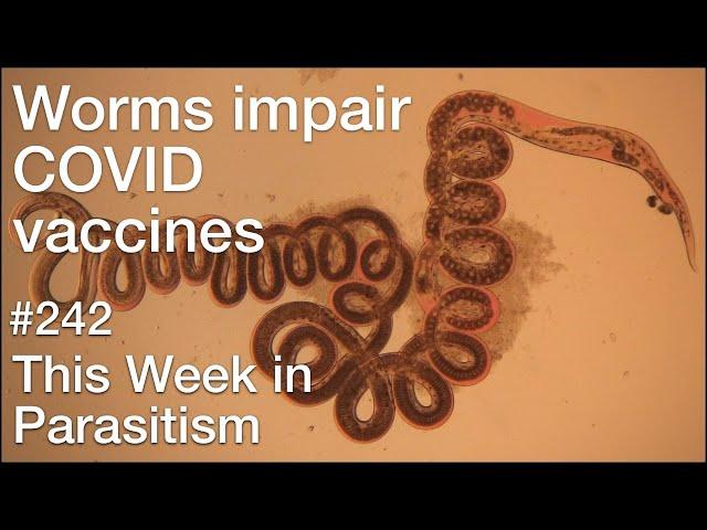 TWiP 242: Worms impair COVID vaccines