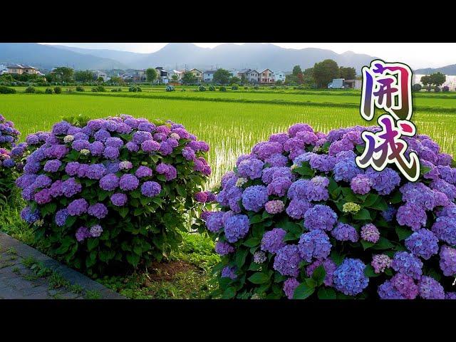 KANAGAWA. Dusk Falling on the Hydrangea bushes around rice fields. #4K #開成町