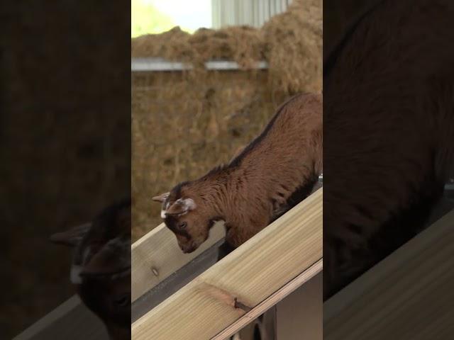 The grand reveal of our new Goatnasium!