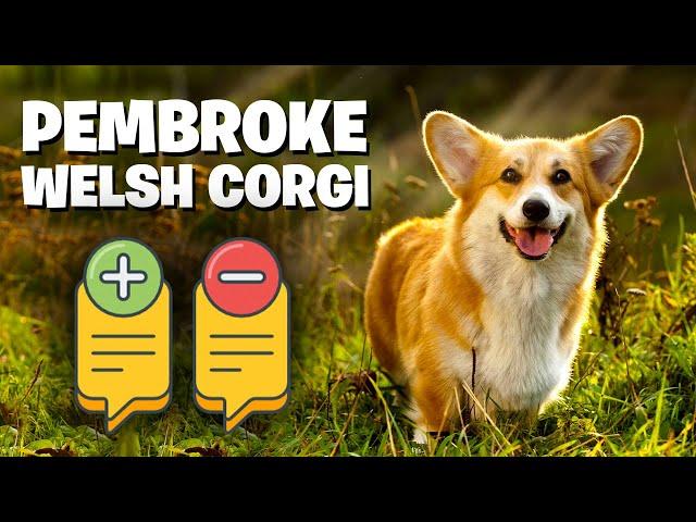 Pembroke Welsh Corgi :The Pros & Cons of Owning One