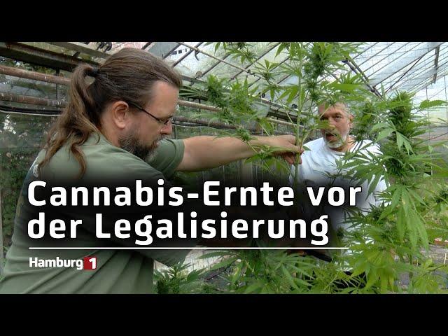 Erntefest im Cannabis-Social-Club Hamburg