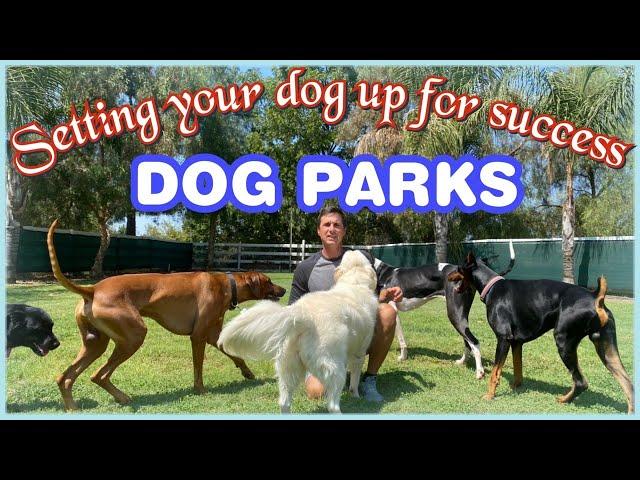 Dog parks//Setting your dog up for success