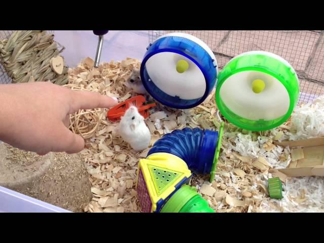 Hamster Cage Tours