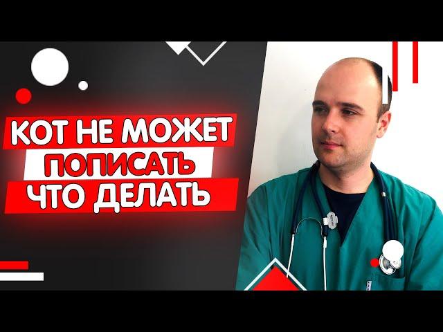 Кот не может пописать причины и что делать