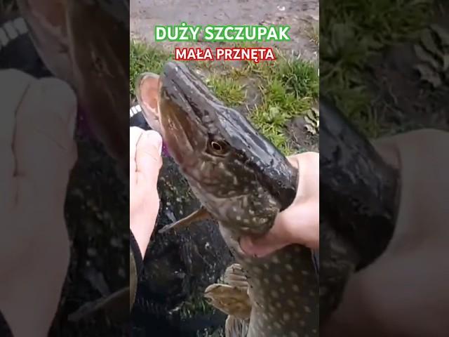 #szczupak #pike #spinning #bigfish #bigpike #pikefishing #northernpike #lurefishing #lure