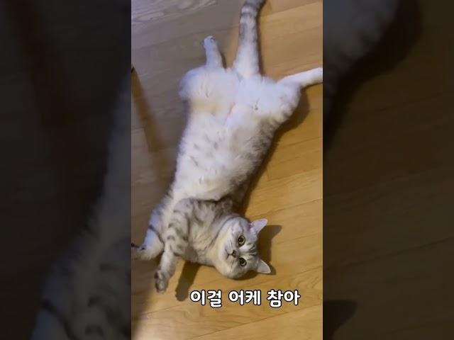 퍼져있는 고양이 배만졌더니?