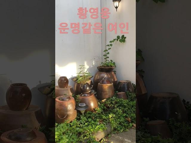 운명같은 여인 #황영웅  #사랑 #행복 #우정 #항아리  #파라다이스   #불타는트롯맨