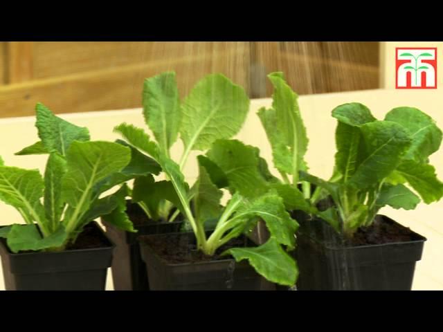 How to plant and grow plug plants video with Thompson & Morgan.