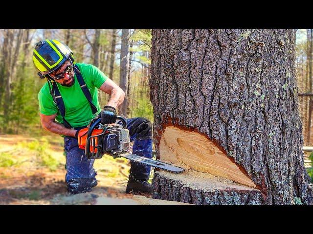 How to Cut A Tree BIGGER THAN YOUR SAW