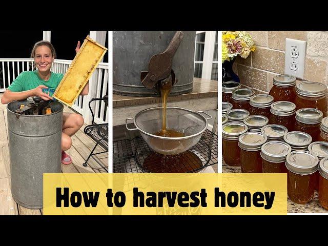 Beekeeping 101: HOW TO HARVEST HONEY | Every step explained for beginner beekeepers!