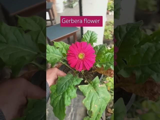 Gerbera flower|| #shorts #gerberaflower #gardening #flowers #garderningtips #plants #garden