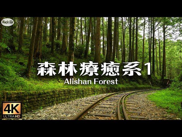 Forest Healing Department Alishan Water Mountain Giant Tree Trail Water Mountain