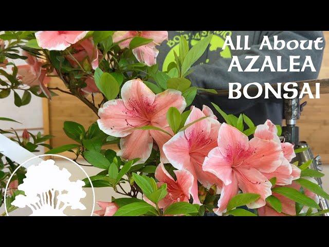 Azalea Bonsai ft. Korin - Greenwood Bonsai