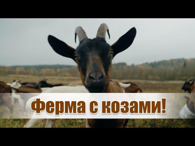 Из столицы в деревню за 2 недели! // Про сладкий сыр, молоко без запаха и козьи забавы | Мама-фермер