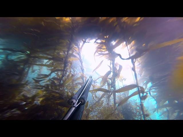 Spearfishing Dunedin NZ