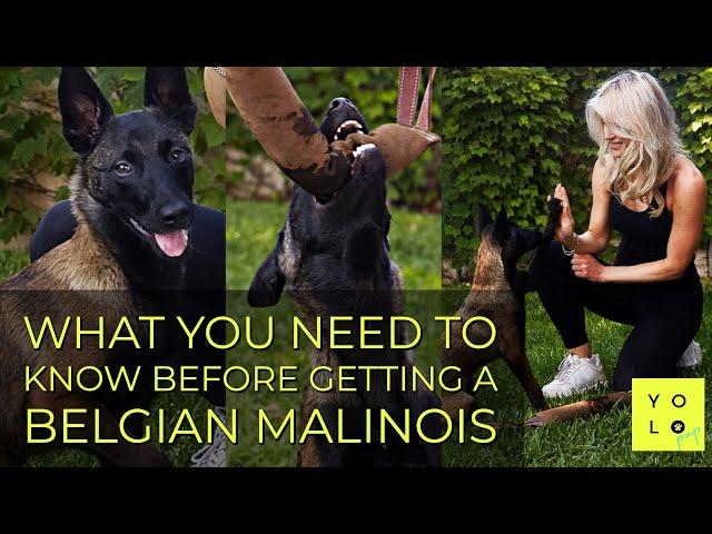 WHAT YOU NEED TO KNOW BEFORE GETTING A BELGIAN MALINOIS