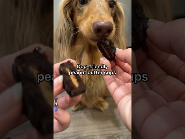 Dog-friendly peanut butter cups recipe! Sweet treat for your dog #dogtreatrecipe #dachshund #dog