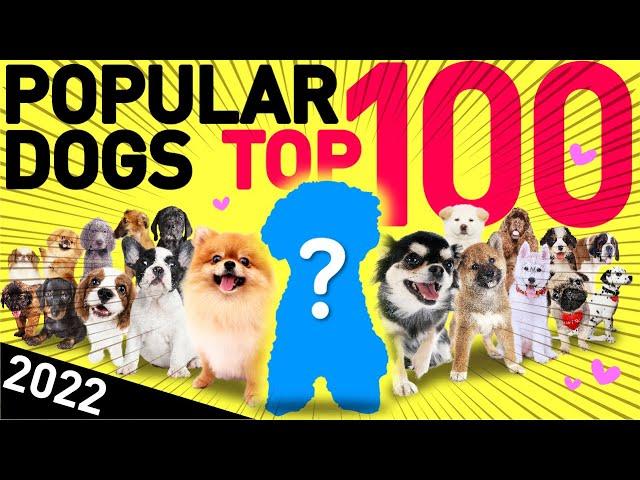 Top 100 Most Popular Dog Breeds | Japan, 2022