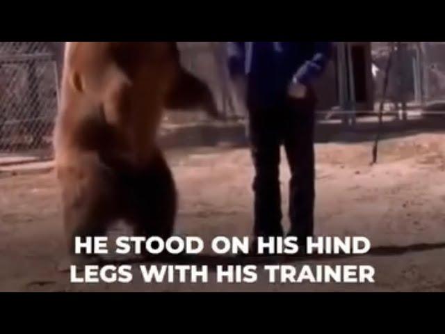 Bear attacks trainer and destroys himThe bear he had been training for years attacked him.