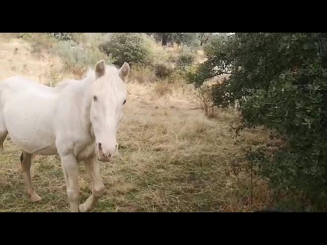 Albín y Tizona caballos jubilados que ya no pueden trabajar ️. ¿quién quiere ayudarlos?