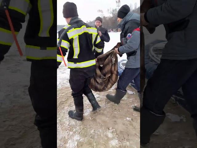 Порятунок собаки який провалився під кригу