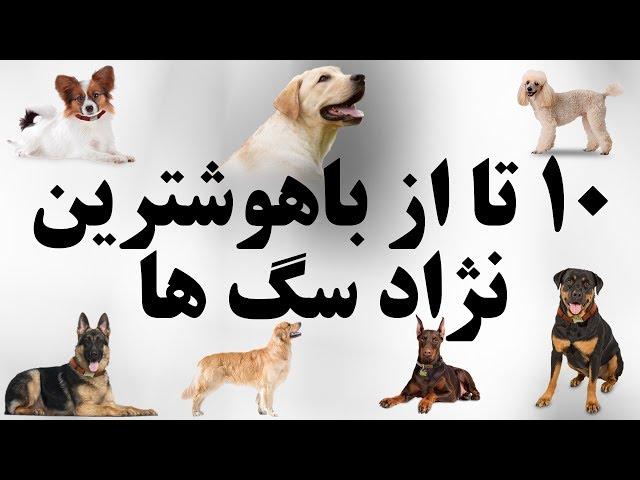 ۱۰ تا از باهوشترین نژاد سگ ها