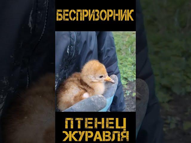птенец журавля