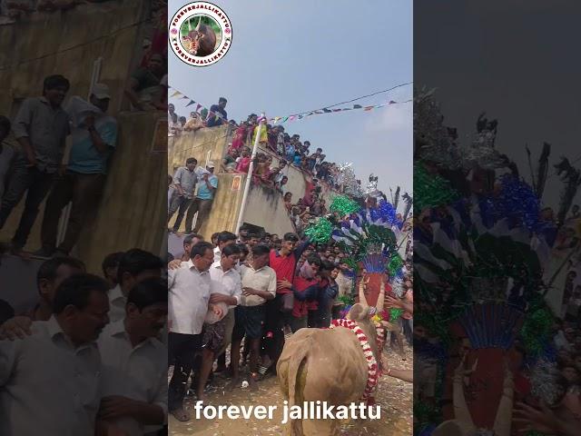 #jagan #trendingshorts #bull #jallikattu #trend #jallikattulover #jagan #jaganannaagendasong