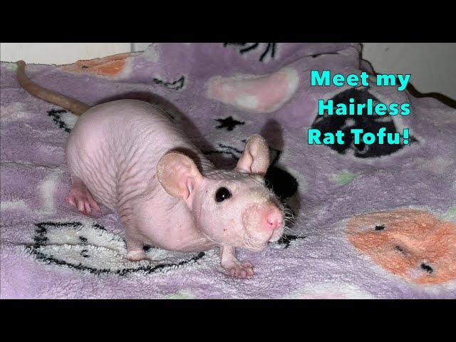 Meet Tofu, My First Hairless Rat!