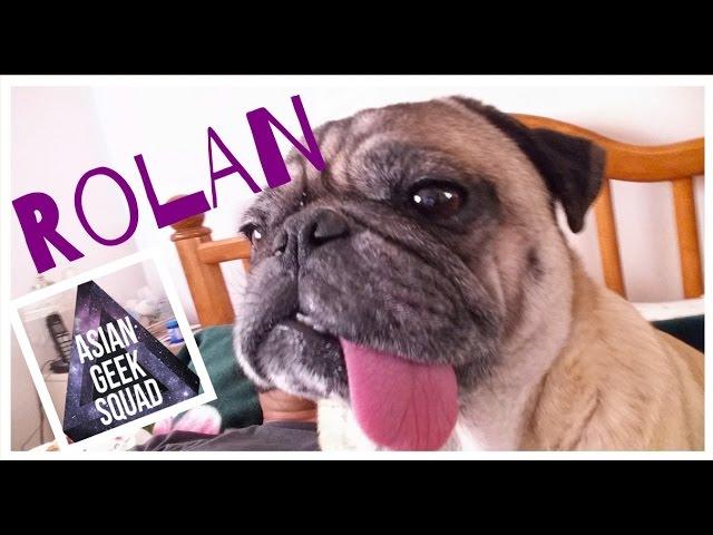 Rolan The Pug - Our Asian Geek Squad Mascot.