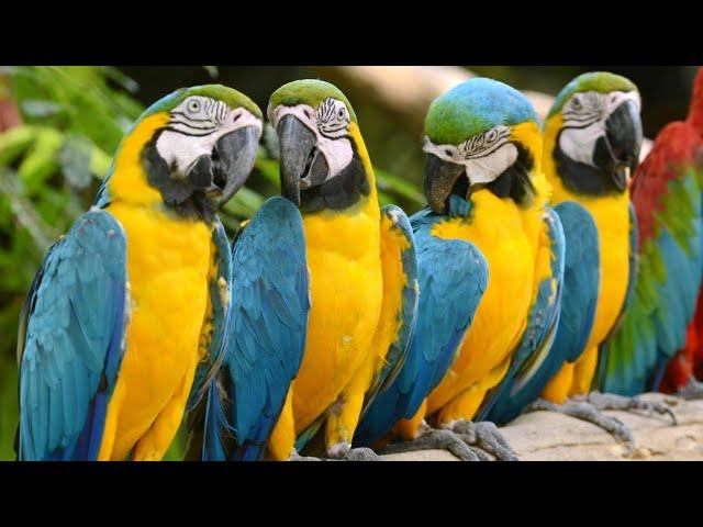 macaw parrot  talking parrot lover