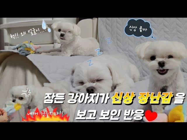 (빵 터짐 주의) 주인 가스라이팅 하는 서열 1위 말티즈 ㅋㅋㅋ | 밀당 천재견 | 웃는 강아지 #강아지 #말티즈 #귀여운강아지
