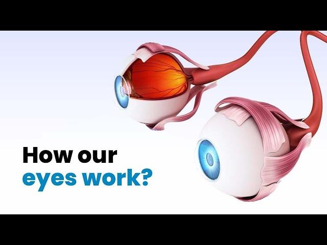 How our eyes work? 3D Guide