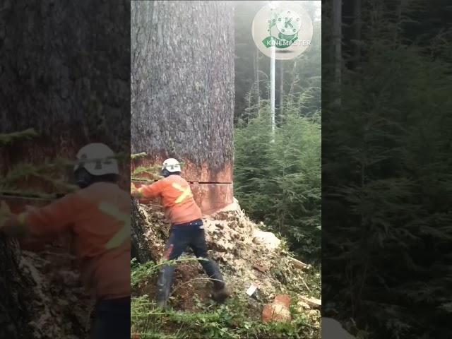 Broken Tree Accident - Watch How It Happened In Slow Motion
