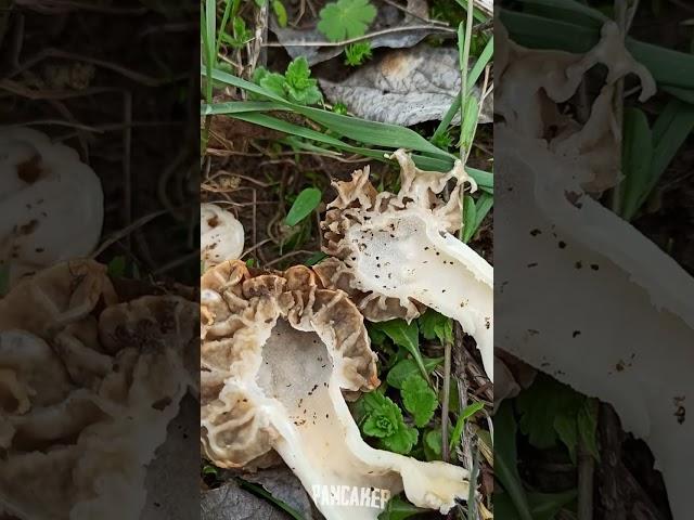 Morchella vulgaris