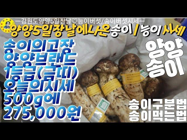 송이의 고장 강원도 양양 5일장날에 송이/능이가 엄청 많이 나왔네요. 시세 만나보시죠! 견문록삶1586/Yangyang traditional market, korea