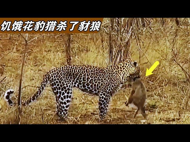 飢餓的花豹獵殺豺狼，整個過程驚心動魄，豹子獵食能力太強了