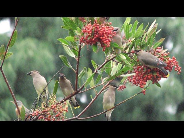 Toyon - California Native Garden - Ep.20