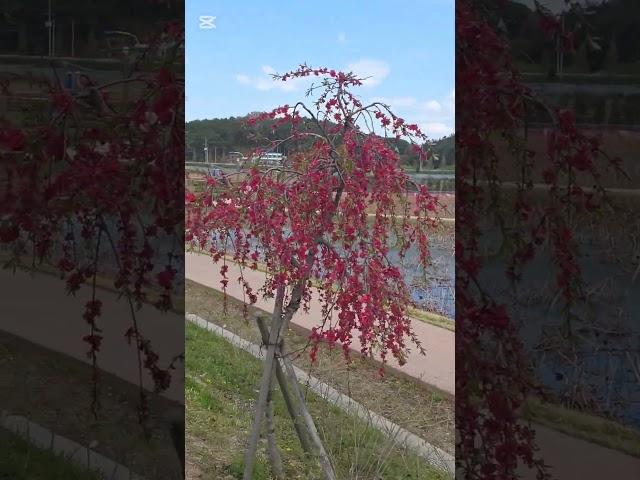 살기좋은 함안(연꽃테마파크) #함안여행 #함안9경 #이찬원 #고향이좋아