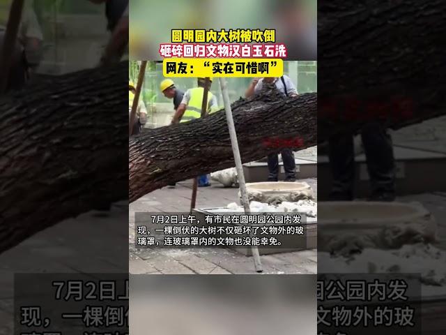 北京圆明园内大树倒塌，砸碎文物石洗。 #北京 #圆明园 #文物 #北京旅游