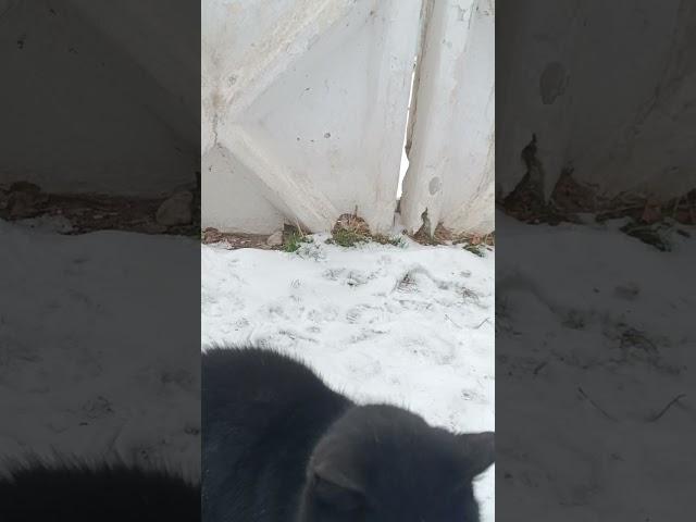 Котик Блэк увидел меня не бежит,он летит.#спасение_и_помощь #cat #котик #кошки #котёнок #кот#cats