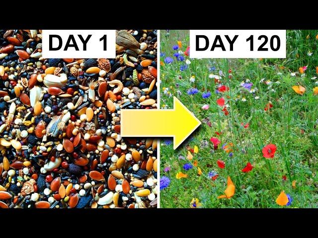 Growing a Bed of Wildflowers From Seed: 162-day Timelapse